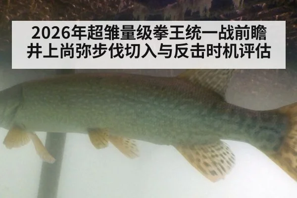 2026年超雏量级拳王统一战前瞻 井上尚弥步伐切入与反击时机评估